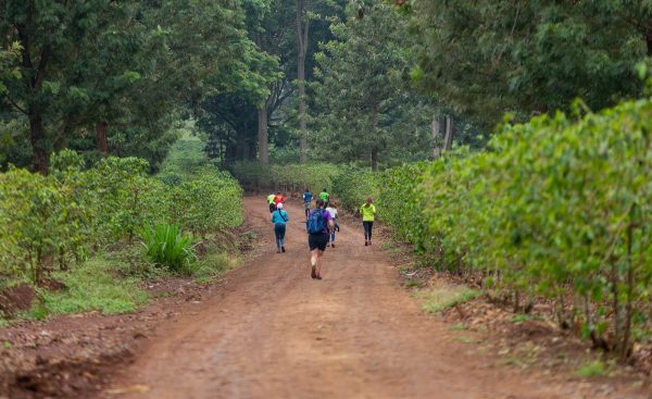 Tigoni Tea Trail Run Package