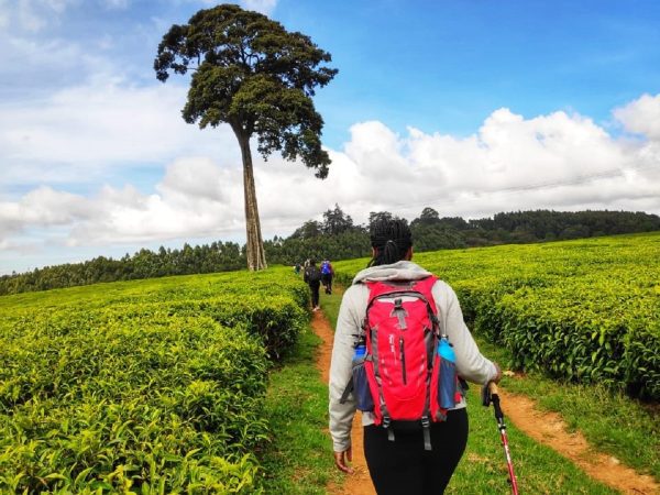 Tigoni Tea Walk Package